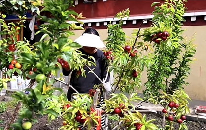 西藏隆子縣強木金村：人居環(huán)境+庭院經(jīng)濟 美鄉(xiāng)村促增收
